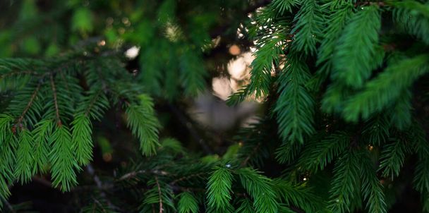 Agujas verdes de abeto joven. Bosque de pinos. Luz solar suave. Árboles borrosos en bokeh. Macrofotografía, recursos gráficos, espacio de copia. Naturaleza, estaciones, conservación del medio ambiente, reforestación - Foto, Imagen
