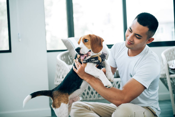 Young adult asian man playing with beagle dog in living room   - Foto, Bild