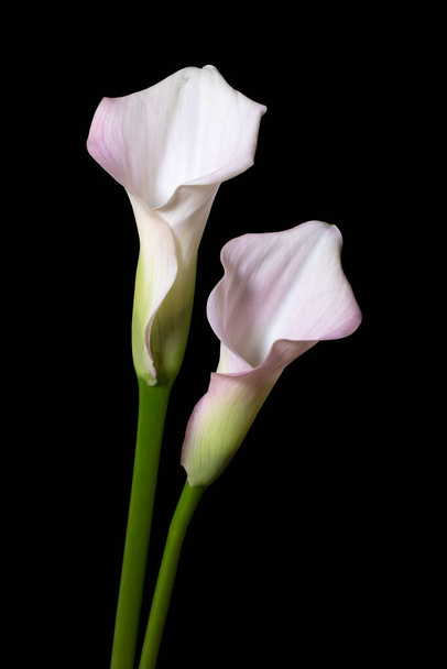 Two Callas isolated on black background - Foto, Imagen