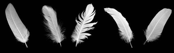 біле перо гусака на чорному тлі
 - Фото, зображення