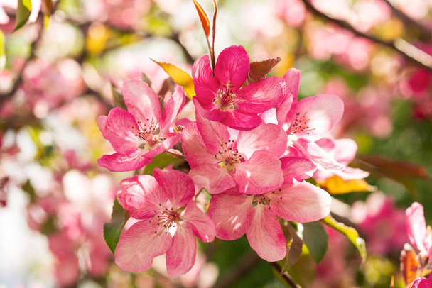 Apple Malus Rudolph tree, with dark pink blossoms in the blurred bokeh background. Spring. Abstract floral pattern - Photo, image