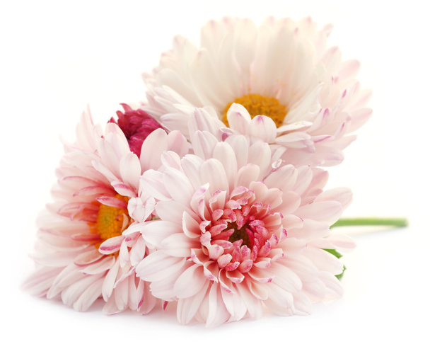 Flores de crisantemo
 - Foto, imagen