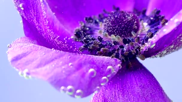 Primer plano de flor púrpura brillante con burbujas. Imágenes de archivo. Hermosa flor en agua clara con chorro de burbujas sobre fondo aislado. Corriente de burbujas bajo el agua ondeando flor - Metraje, vídeo