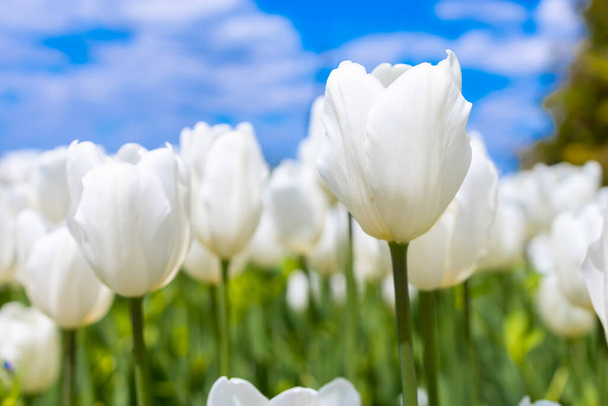 a loaf of white tulip on a blue sky background - Zdjęcie, obraz