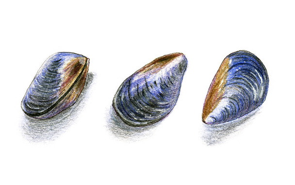 Hand drawn row of mussels isolated on white. Design element, of marine inhabitants for children. Sea life. Shellfish seafood, edible mollusks. Collection of mussels in shell. - 写真・画像