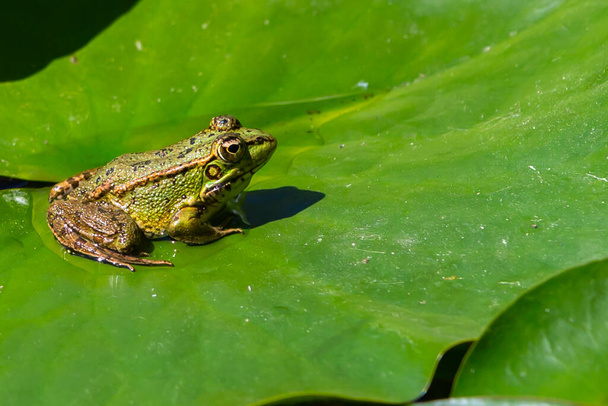 Rana de piel verde descansando en el sol sobre una hoja de lirio de agua en un estanque. - Foto, imagen