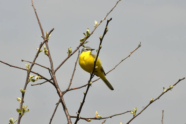 Yellow Wagtail Motacilla flava sits on a tree branch and looks to the left. - Fotó, kép