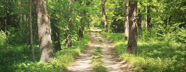 Carretera rural de un solo carril (callejón, camino) en un verde parque forestal de verano. Árboles caducos, plantas. Luz solar suave, rayos de sol, sol. Naturaleza, ecología, ecoturismo, senderismo, ciclismo, senderismo nórdico - Foto, imagen