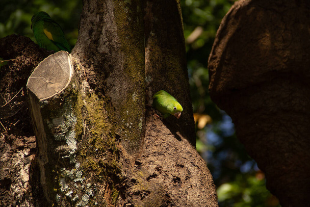 A green parakeet feeding on a tree trunk. Brotogeris tirica. - Фото, изображение