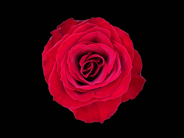  Red rose in close up isolated on a black background. Top view. Background for wedding, Valentine's day, romance, Mother's day... - Photo, Image