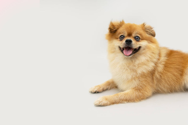 Profile pomeranian puppy dog lying down with happy expression. Isolated on gray background - Fotó, kép