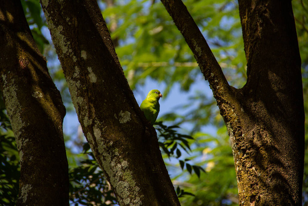 A green parakeet feeding on a tree trunk. Brotogeris tirica. - Photo, Image