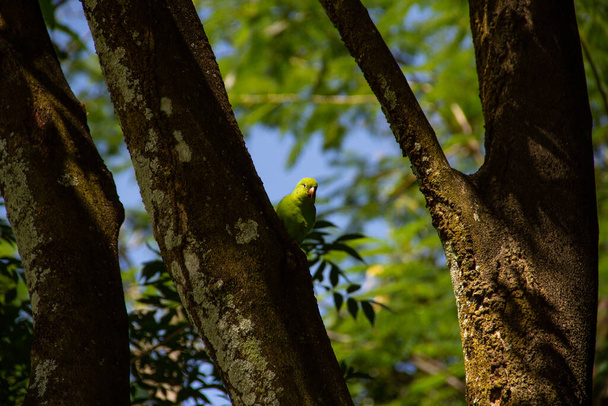 A green parakeet feeding on a tree trunk. Brotogeris tirica. - Фото, изображение