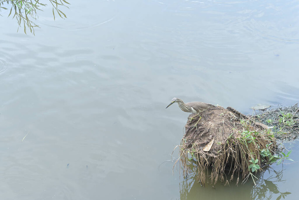 Ein indischer Teichreiher beobachtet Vögel und bereitet sich auf einen Angriff auf Fische vor, während er auf einem Stamm sitzt - Foto, Bild
