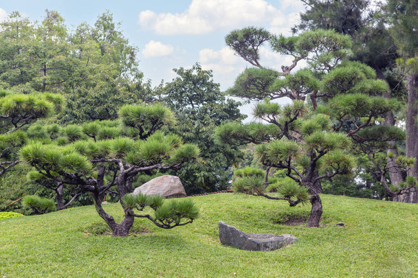 bonito jardín con pino rojo japonés (pinus desinflora) - Foto, Imagen