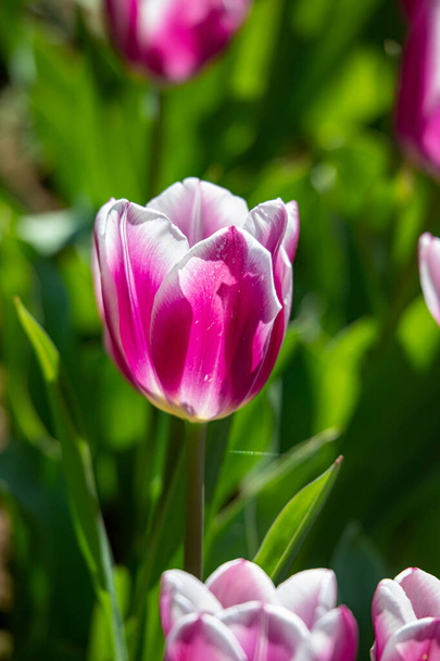 Beautiful spring flowers in the Netherlands . Tulips .  - Fotó, kép