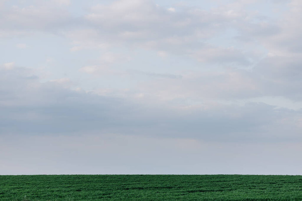  Green grass on a background of cloudy sky at sunset. High quality photo - 写真・画像