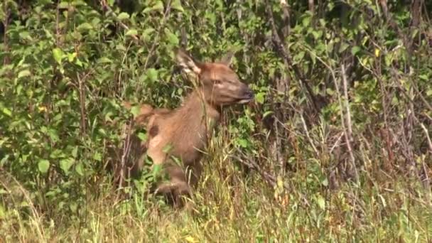 Elk buzağı - Video, Çekim