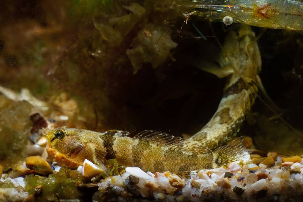 tubenose goby juvenile, karzeł słonowodne gatunki rozłożone płetwy i odpocząć na dnie żwiru z brązowymi glonami w akwarium biotopów morskich Morza Czarnego, zwierzęta domowe dla doświadczonego akwarysty w jasnych diodach LED - Zdjęcie, obraz