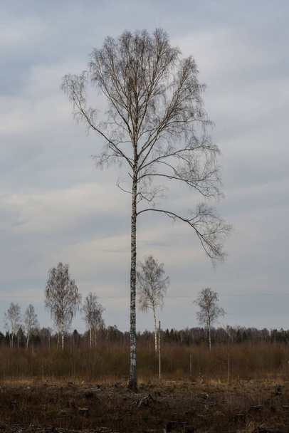 A lone tall leafless birch at the edge of the forest against a cloudy sky. Spring evening with partly cloudy. - Fotoğraf, Görsel