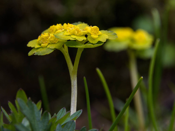 Close-up of a flowering yellow-green Chrysosplenium alternifolium. Sunny spring day. - Fotoğraf, Görsel