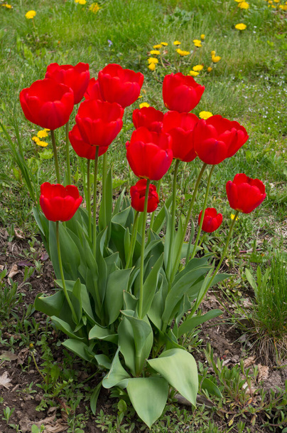 Ένα δημοφιλές διακοσμητικό φυτό που ονομάζεται Τούλιπ. Λατινικό όνομα Tulipa. - Φωτογραφία, εικόνα