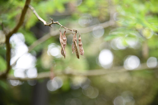 False acacia flowers and legumes. From May to June, white butterfly-shaped flowers with a strong scent hang down and bloom. A flat legume is attached after the flower. - Фото, зображення