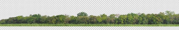 Saydam arka plan ormanlarında izole edilmiş yeşil ağaçlar ve hem kesik yolu hem de alfa kanalı ile hem de iz ve ağ için yaz yaprakları - Fotoğraf, Görsel