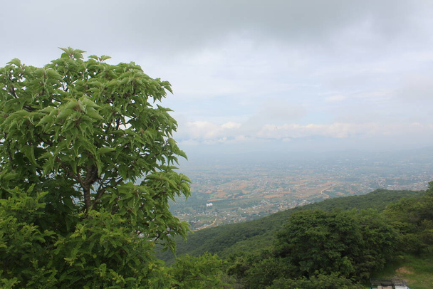groen bos in de bergen - Foto, afbeelding