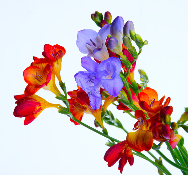 Freesia kukkakimppu
 - Valokuva, kuva