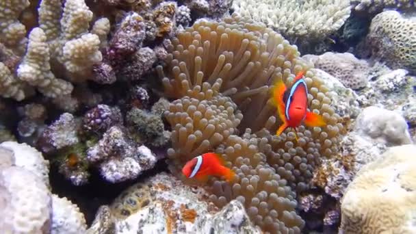 Two Tomato Clownfish, Amphiprion frenatus, defend their bubble tip anemone, Entacmaea quadricolor, on a reef in Minnajima, Okinawa, where the water is crystal clear. - Footage, Video