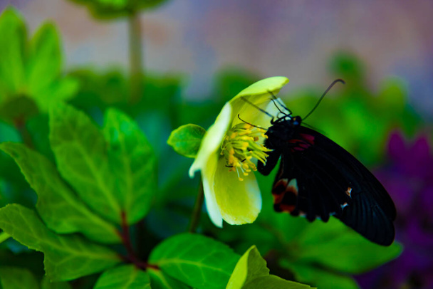 Una mariposa negra en la flor en el jardín durante el día - Foto, imagen