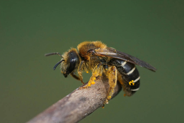 Κοντινό πλάνο σε ένα φρέσκο εμφανίστηκε θηλυκό Πορτοκαλί πόδι μέλισσα, Halictus rubicundus - Φωτογραφία, εικόνα