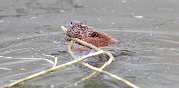 Eurasian beaver castor dragging wood in the water - Foto, Bild