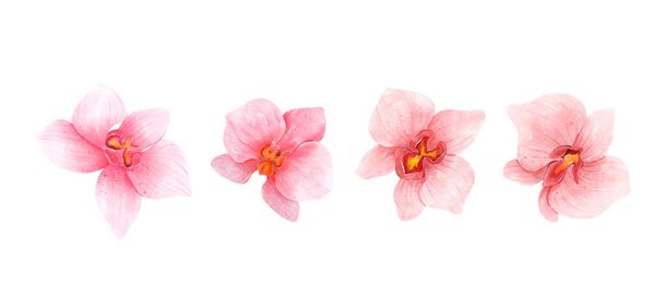 Vaaleanpunainen orkidea kukkia akvarelli kokoelma. Joukko romanttisia kukkia eristetty valkoisella taustalla. Vektoriesimerkki. - Vektori, kuva