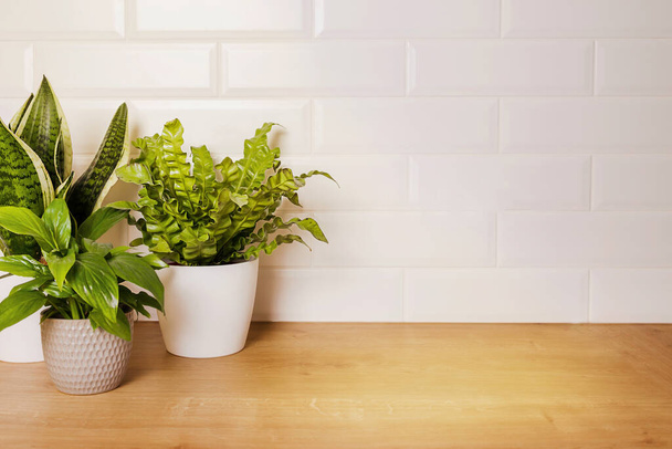 mockup kotiin vihreitä kasveja ja tyhjä valkoinen pieni tiili seinään - Valokuva, kuva