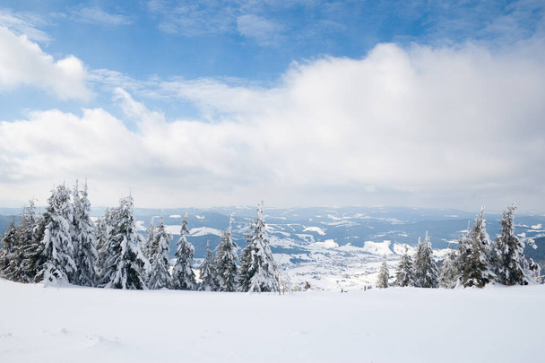 Karpaten, Ukraine. Bäume mit Raureif und Schnee bedeckt im Winter Berge - Weihnachten schneebedeckt Hintergrund - Foto, Bild