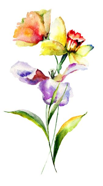 Tulip and Narcissus flowers - 写真・画像