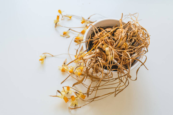 Withered dry daffodil on stems in flower pot. Dried home plant in flowerpot, donated for holiday. concept of remembrance, withering, past youth - Foto, imagen