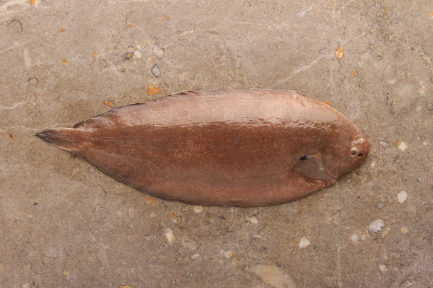 Dover sole fish - Photo, Image