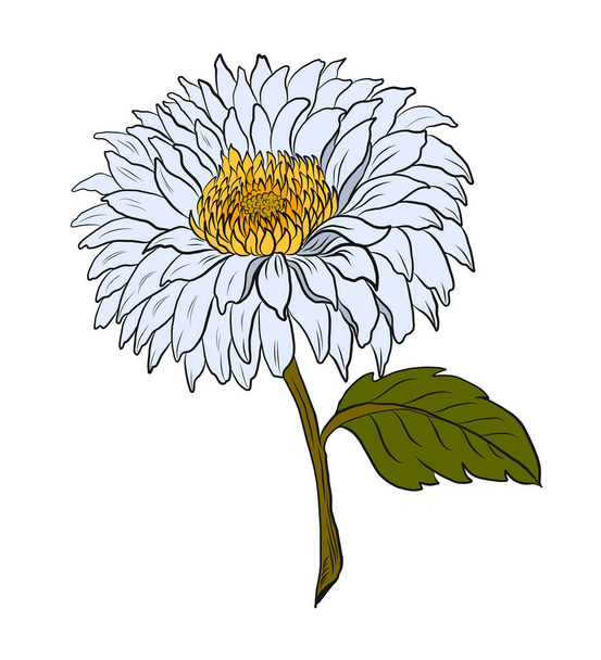 colorful flower with chrysanthemum for printing on background.Sun flower vector for tattoo design.Japanese floral illustration for doodle art on white isolated background. - Vettoriali, immagini