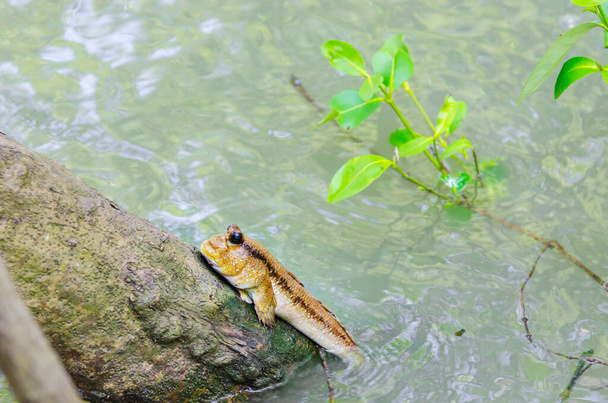 The Muskipper Amphibious fish in mangrove forest.Thailand - Fotó, kép