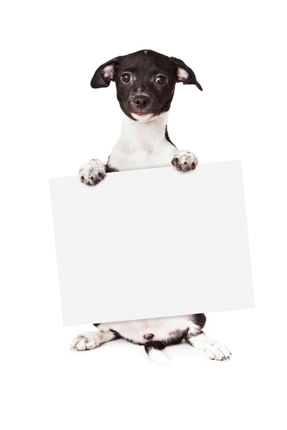 Bianco e nero cucciolo Holding segno vuoto
 - Foto, immagini