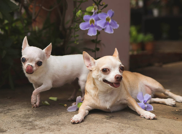 Portret dwóch różnych rozmiarów psów Chihuahua z fioletowymi kwiatami, leżący duży pies, mały pies spacerujący i liżący jej usta, patrzący przed kamerą. - Zdjęcie, obraz