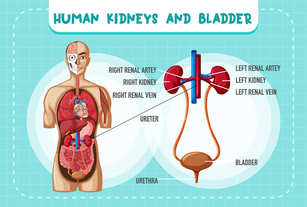 Ανθρώπινο εσωτερικό όργανο με τα νεφρά και την απεικόνιση της ουροδόχου κύστης - Διάνυσμα, εικόνα