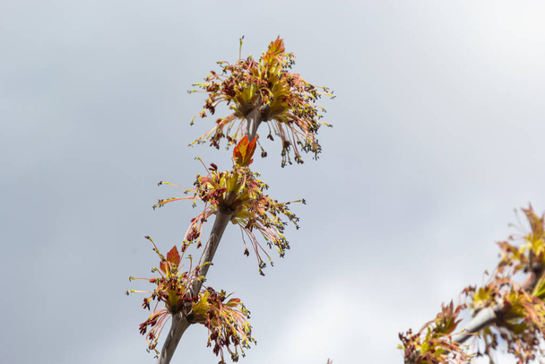 Box Elder, Acer negundo, blossom. Box Elder inflorescence in spring. Close-up. - Photo, Image
