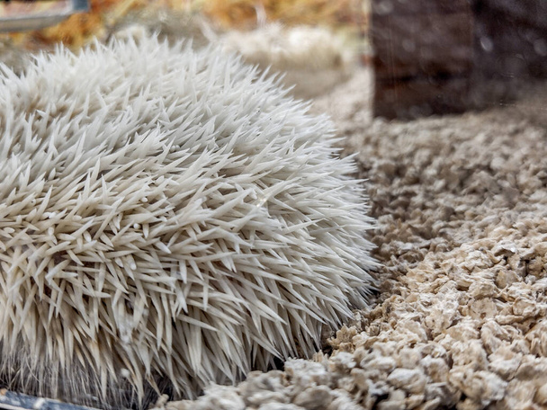 white hedgehog - closeup view - Fotografie, Obrázek