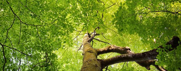 緑豊かな夏のブナ林のパノラマビュー。強大な木を通して日光。環境保全、生態学、純粋な自然、エコツーリズム。牧歌的な風景 - 写真・画像