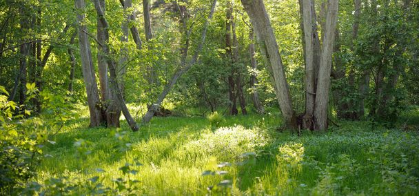 Blick auf einen grünen Laubwaldpark an einem sonnigen Tag. Mächtige Bäume, Pflanzen, Moos. Sanftes Sonnenlicht. Stimmungsvolle Landschaft. Natur, Umwelt, Ökologie, Ökotourismus, Nordic Walking, Entdeckungen - Foto, Bild