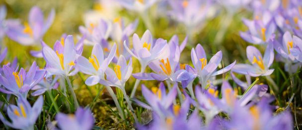 Kwitnące kwiaty krokusa w parku. Wczesną wiosną. Symbol pokoju i radości, koncepcja wielkanocna. Kształtowanie krajobrazu, ogrodnictwo, ekoturystyka, ochrona środowiska. Sztuka, makrofotografia. Wzór kwiatowy - Zdjęcie, obraz